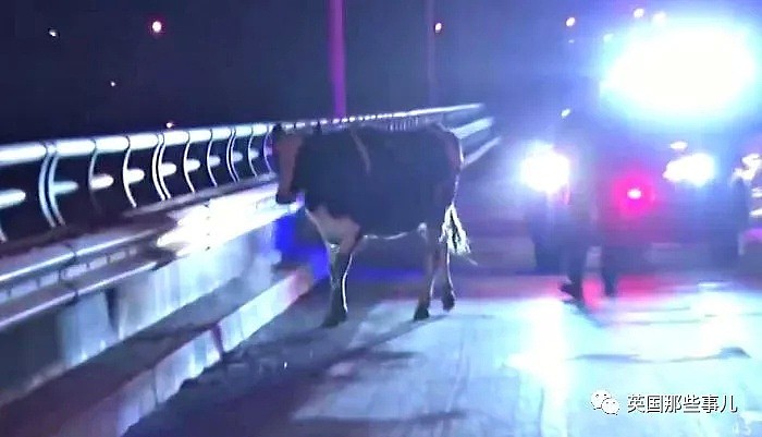 奶牛跳车逃跑 公路狂奔一小时 背后原因泪目了（组图） - 2