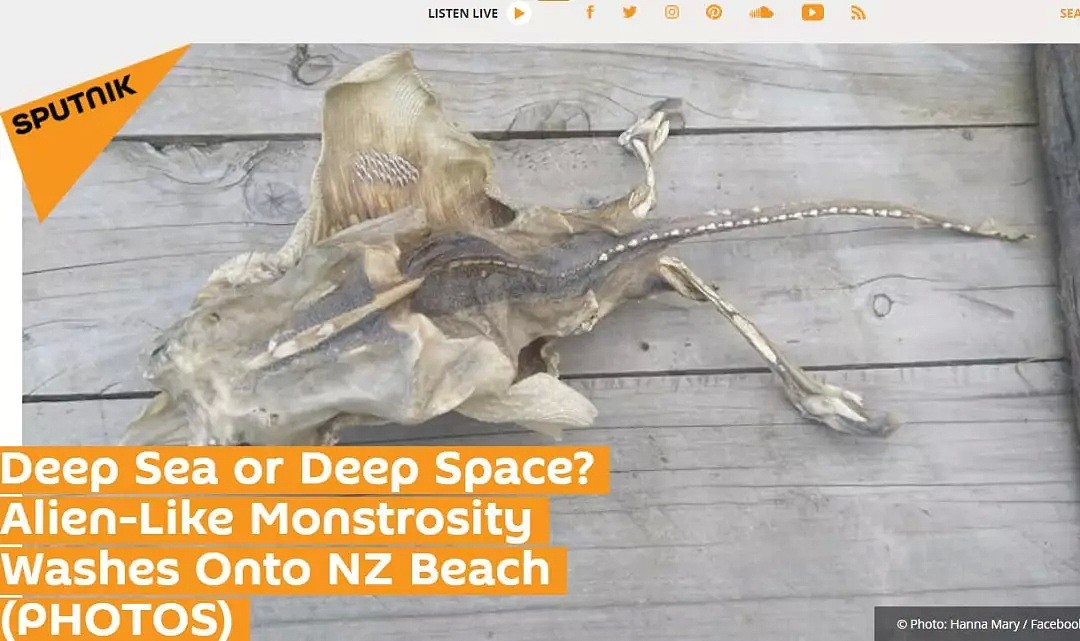 新西兰一男子疑似在自家发现外星生物，网友：小心趁你睡觉时杀死你…（视频/组图） - 5