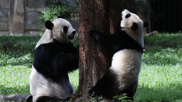 国家动物园的大熊猫