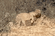 三只猎豹大庭广众3P交配 隔壁长颈鹿看呆了（视频/组图） - 4