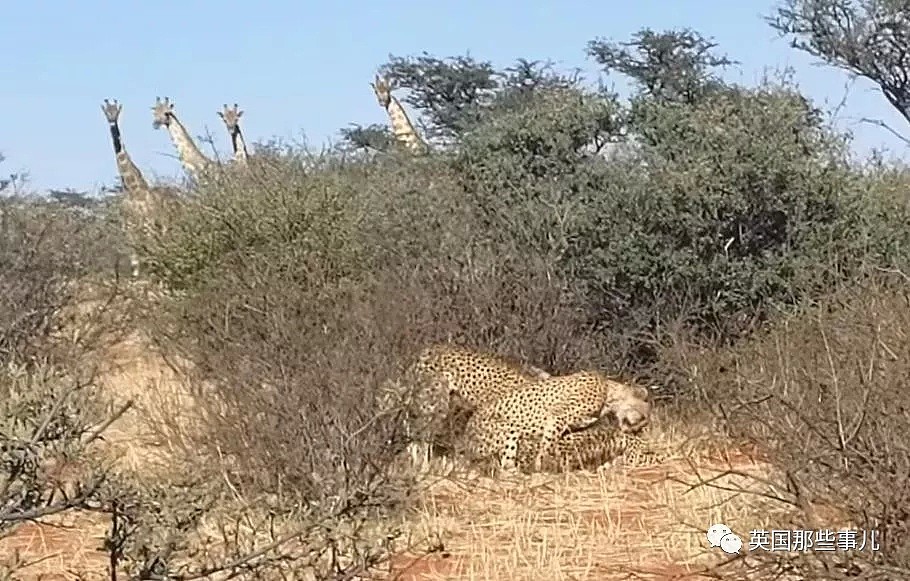 三只猎豹大庭广众3P交配 隔壁长颈鹿看呆了（视频/组图） - 6