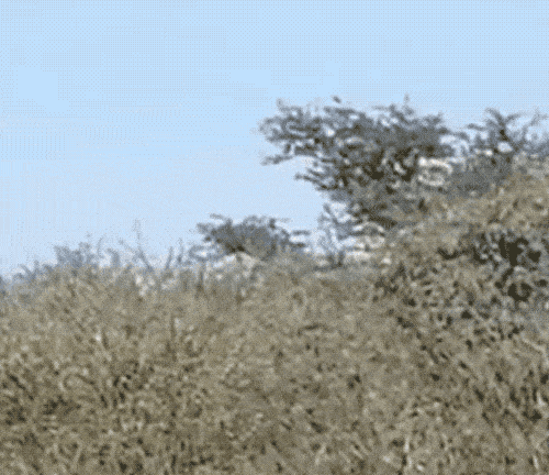 三只猎豹大庭广众3P交配 隔壁长颈鹿看呆了（视频/组图） - 7