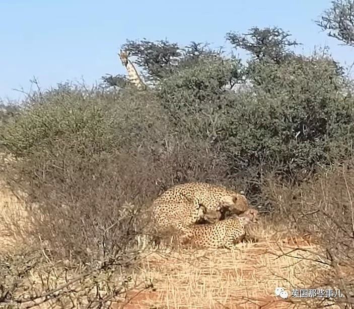 三只猎豹大庭广众3P交配 隔壁长颈鹿看呆了（视频/组图） - 8