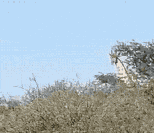 三只猎豹大庭广众3P交配 隔壁长颈鹿看呆了（视频/组图） - 9
