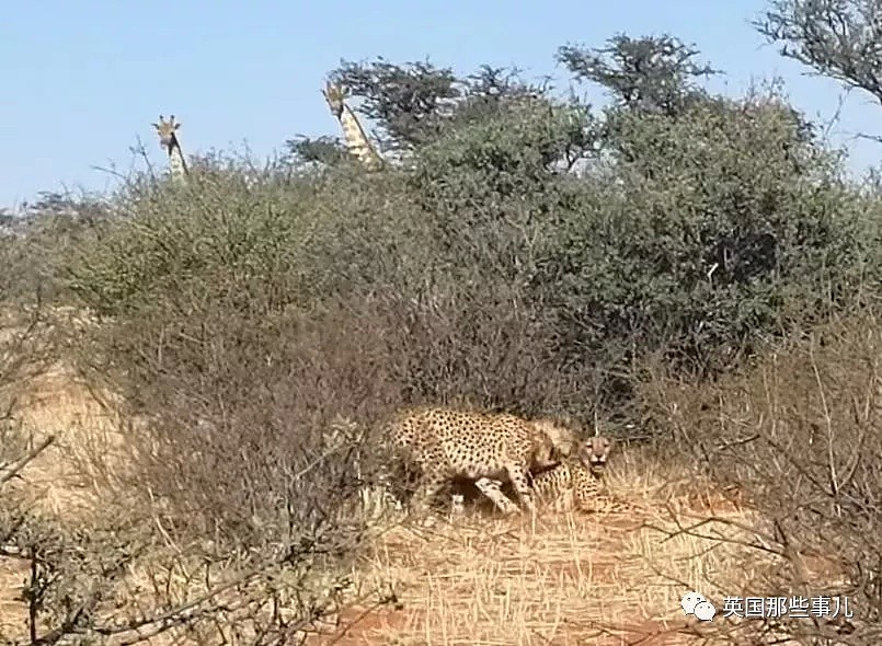 三只猎豹大庭广众3P交配 隔壁长颈鹿看呆了（视频/组图） - 10