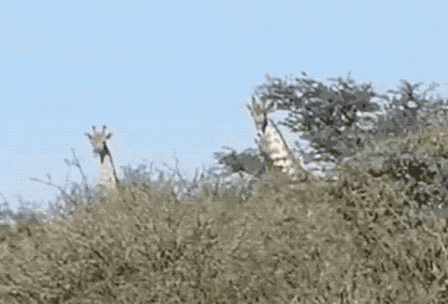 三只猎豹大庭广众3P交配 隔壁长颈鹿看呆了（视频/组图） - 11