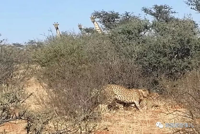 三只猎豹大庭广众3P交配 隔壁长颈鹿看呆了（视频/组图） - 12