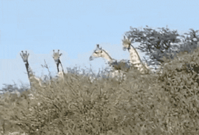 三只猎豹大庭广众3P交配 隔壁长颈鹿看呆了（视频/组图） - 13
