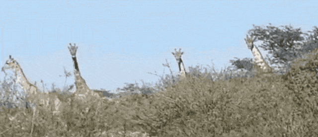 三只猎豹大庭广众3P交配 隔壁长颈鹿看呆了（视频/组图） - 14