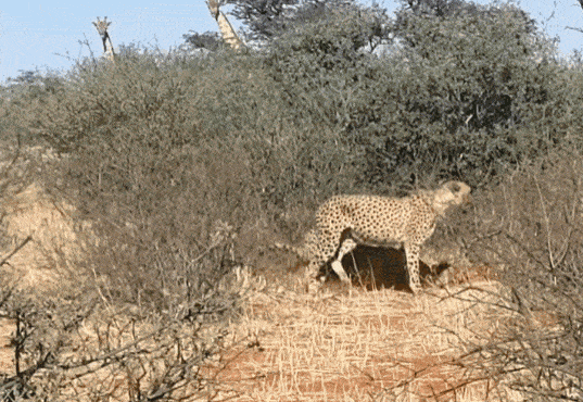 三只猎豹大庭广众3P交配 隔壁长颈鹿看呆了（视频/组图） - 17