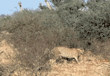 三只猎豹大庭广众3P交配 隔壁长颈鹿看呆了（视频/组图） - 18