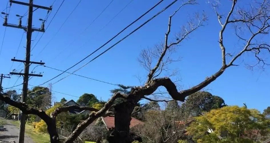 悉尼大街小巷最常见的这个东西要人命！一名男子因此惨死妻儿跟前... - 15