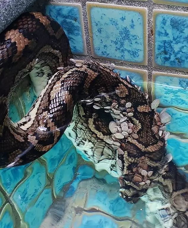 慎入！澳夫妻在自家泳池发现一条蛇，细看后头皮发麻！它身上竟长满…（图） - 2