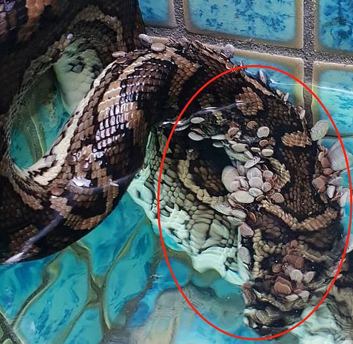 慎入！澳夫妻在自家泳池发现一条蛇，细看后头皮发麻！它身上竟长满…（图） - 5