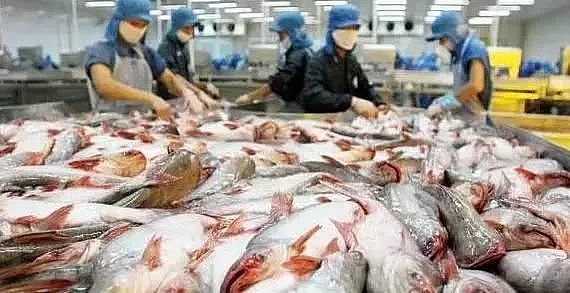 华人超市里卖的“龙利鱼” 实际到底是什么鱼？（组图） - 8