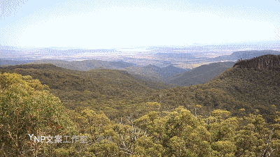 揭秘NSW的稀世奇观 || 亿万年风琴岩，星盘石阵，卡帕塔国家公园，攻略绝美的新英格兰高地！ - 83