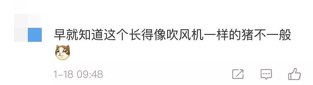 “啥是佩奇”一夜爆红，连王思聪韩寒都点赞！一年吸金70亿，佩奇走红套路曝光