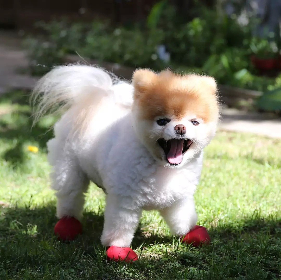 全球最萌网红小狗Boo去世了…坐拥粉丝1600万，全世界都在怀念它（组图） - 11