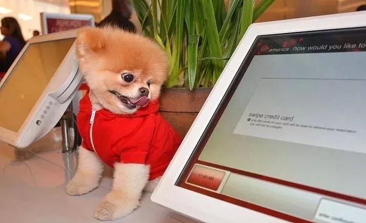 全球最萌网红小狗Boo去世了…坐拥粉丝1600万，全世界都在怀念它（组图） - 12