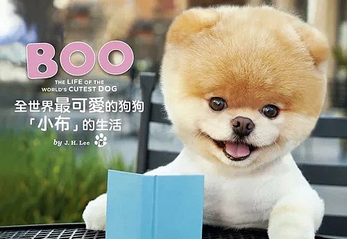 全球最萌网红小狗Boo去世了…坐拥粉丝1600万，全世界都在怀念它（组图） - 14