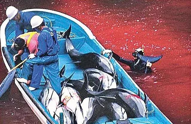 罕见退群！日本人为什么不顾反对肆意捕杀鲸鱼？（组图） - 1