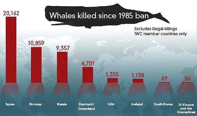 罕见退群！日本人为什么不顾反对肆意捕杀鲸鱼？（组图） - 9