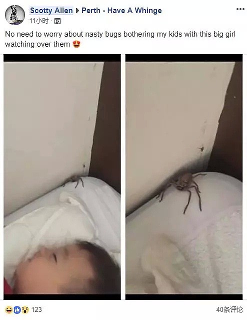 WTF!? 当巨型蜘蛛出现在儿子的枕边时，这个澳洲父亲竟然笑着按下了快门（组图） - 5