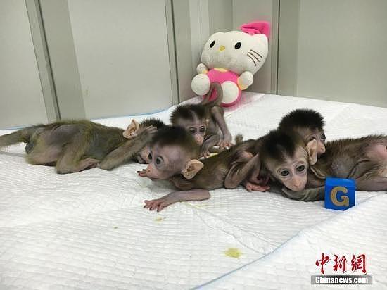 世界首批体细胞克隆疾病模型猴在中国诞生！（组图） - 1