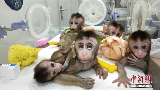 世界首批体细胞克隆疾病模型猴在中国诞生！（组图） - 2