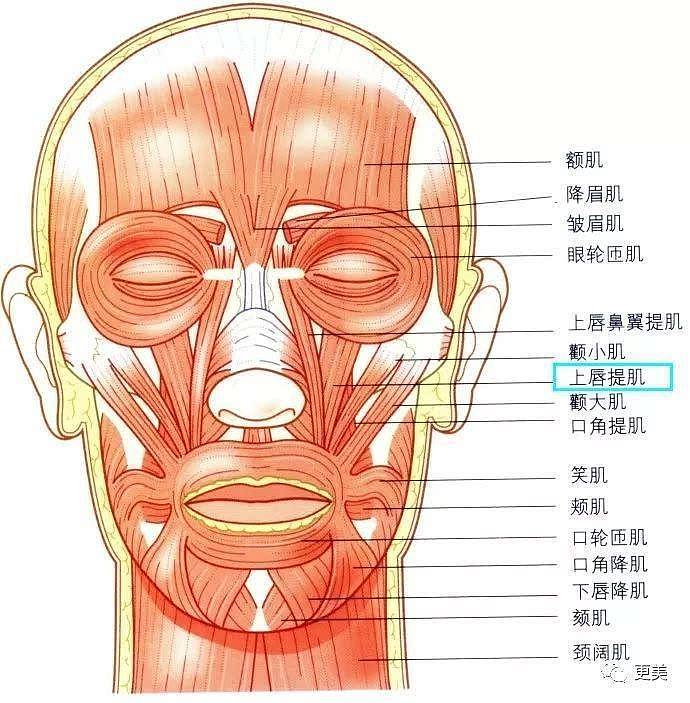 神仙姐姐？纯天然的刘亦菲也没有忍住，偷偷去整了这儿…（组图） - 20