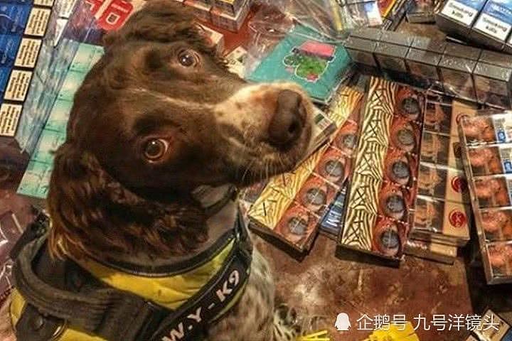 缉毒犬助警方查获五千万走私烟草，犯罪分子竟悬赏20万取其狗命（组图） - 1