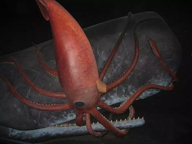 从荒诞传说到科学事实，北海巨妖“克拉肯”是如何现身的？