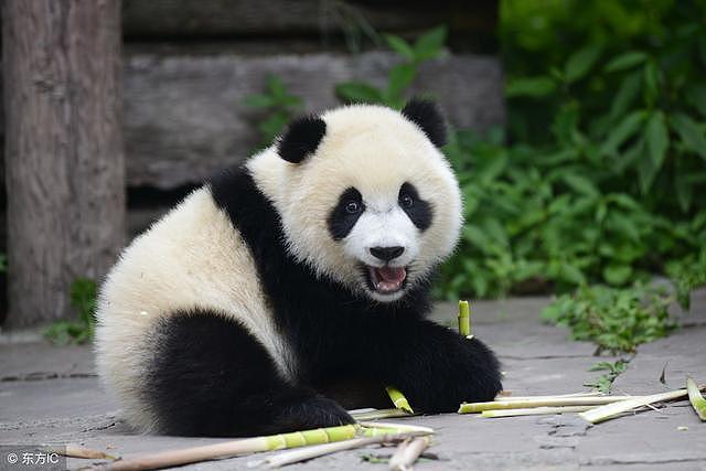 大熊猫安全，小熊猫却快要没有了，难道可爱也是一种“罪过”？