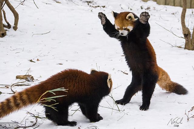 大熊猫安全，小熊猫却快要没有了，难道可爱也是一种“罪过”？