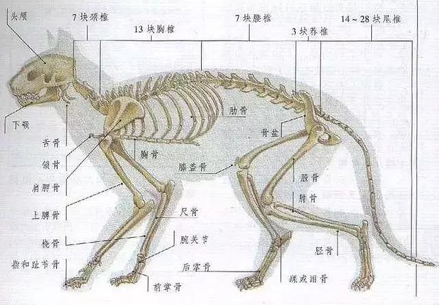 “液体”做的猫到底可以拉多长？答案长到让你不敢相信