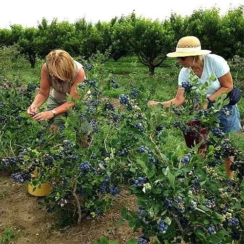 澳洲蓝莓“大收”，种植园主却有苦说不出 - 5