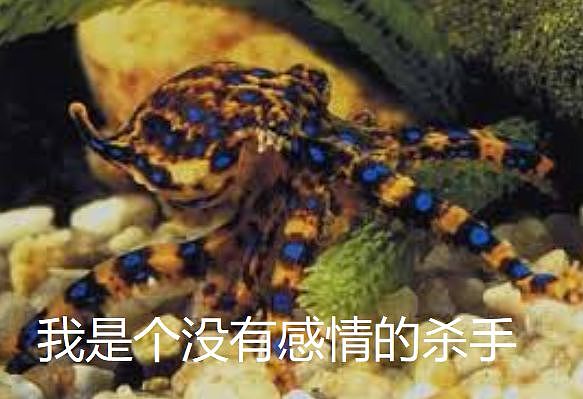 中国游客为拍抖音徒手抓澳洲剧毒章鱼！澳人都吓傻了，不作就不会死！（视频/组图） - 21