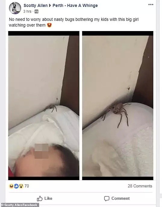 蜘蛛爬上儿子的枕头，澳洲爸爸不害怕反而发帖感谢它… - 4