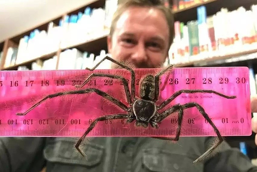 蜘蛛爬上儿子的枕头，澳洲爸爸不害怕反而发帖感谢它… - 6
