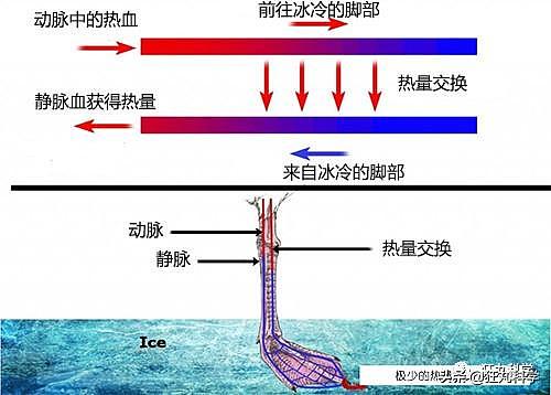 先冻死自己再靠憋尿复活，有些动物为了过冬竟然用上了超能力