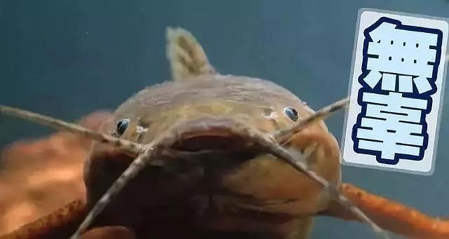 这可能是世界上最丑的鲶鱼脸超模了！
