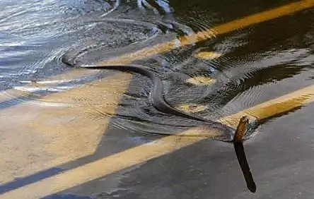 暴雨预警！墨尔本今天下完一个月的雨，大水淹没半个州！而这，只是席卷澳洲的灾害中一小部分而已……（组图） - 14