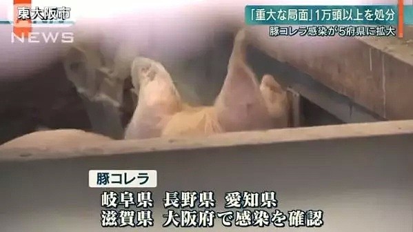注意！去日本别吃猪肉了！岛国爆发猪瘟，正大规模屠宰养殖猪！（组图） - 13