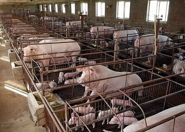 注意！去日本别吃猪肉了！岛国爆发猪瘟，正大规模屠宰养殖猪！（组图） - 18