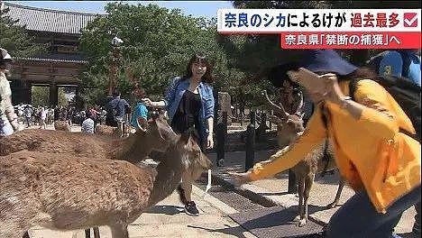 日本奈良鹿攻击游客事件创新高 治愈之鹿为何暴躁（组图） - 3
