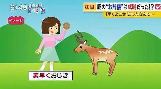 日本奈良鹿攻击游客事件创新高 治愈之鹿为何暴躁（组图） - 4