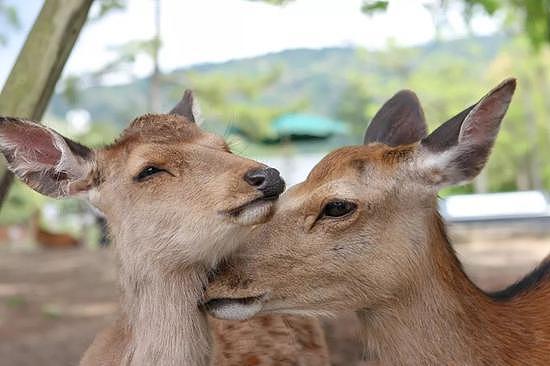 日本奈良鹿攻击游客事件创新高 治愈之鹿为何暴躁（组图） - 8