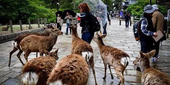 日本奈良鹿攻击游客事件创新高 治愈之鹿为何暴躁（组图） - 9
