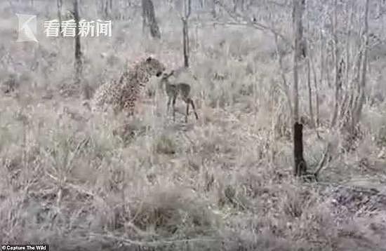 羚羊误将猎豹当妈妈 舔2分钟后回神逃跑命丧豹口