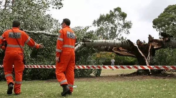 感人！户外生日会上，澳洲英雄父亲为救孩子舍身挡下20米高大树！（组图） - 2